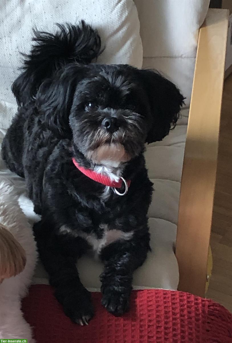 3,5-jähriger Shichon (= Shih Tzu, Bichon Frisé) sucht Zuhause