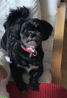 3,5-jähriger Shichon (= Shih Tzu, Bichon Frisé) sucht Zuhause
