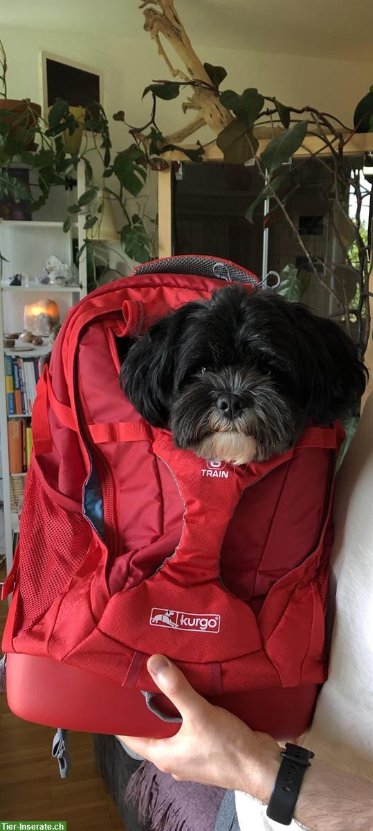 Bild 2: 3,5-jähriger Shichon (= Shih Tzu, Bichon Frisé) sucht Zuhause