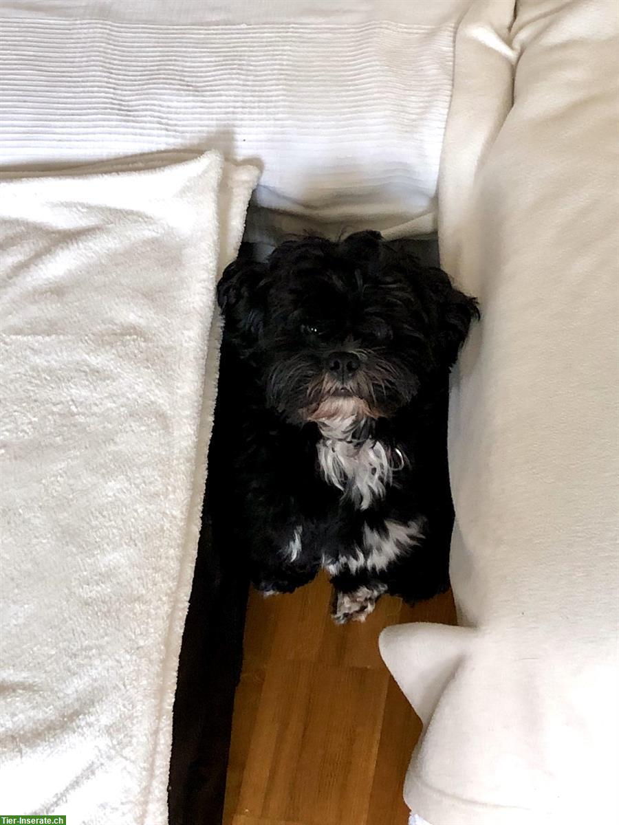 Bild 3: 3,5-jähriger Shichon (= Shih Tzu, Bichon Frisé) sucht Zuhause