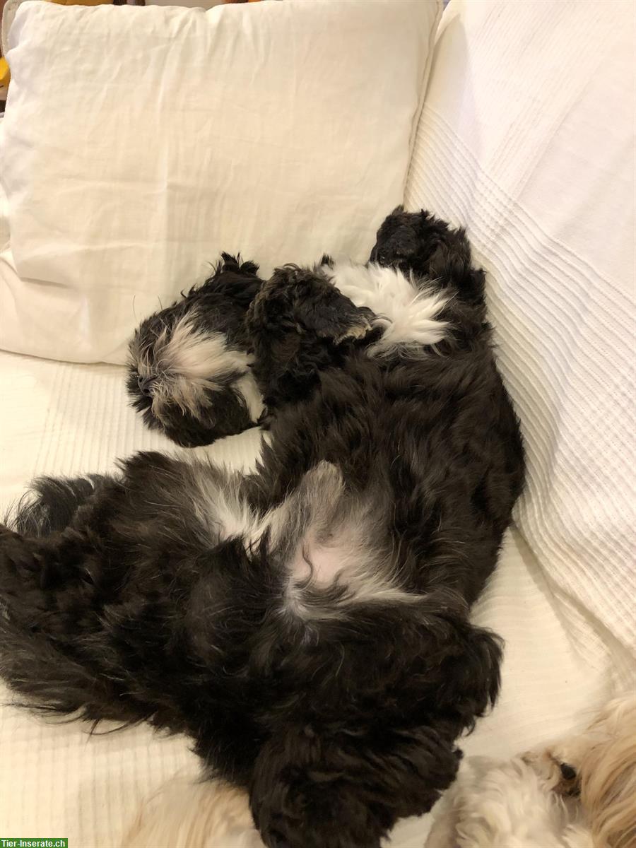 Bild 4: 3,5-jähriger Shichon (= Shih Tzu, Bichon Frisé) sucht Zuhause