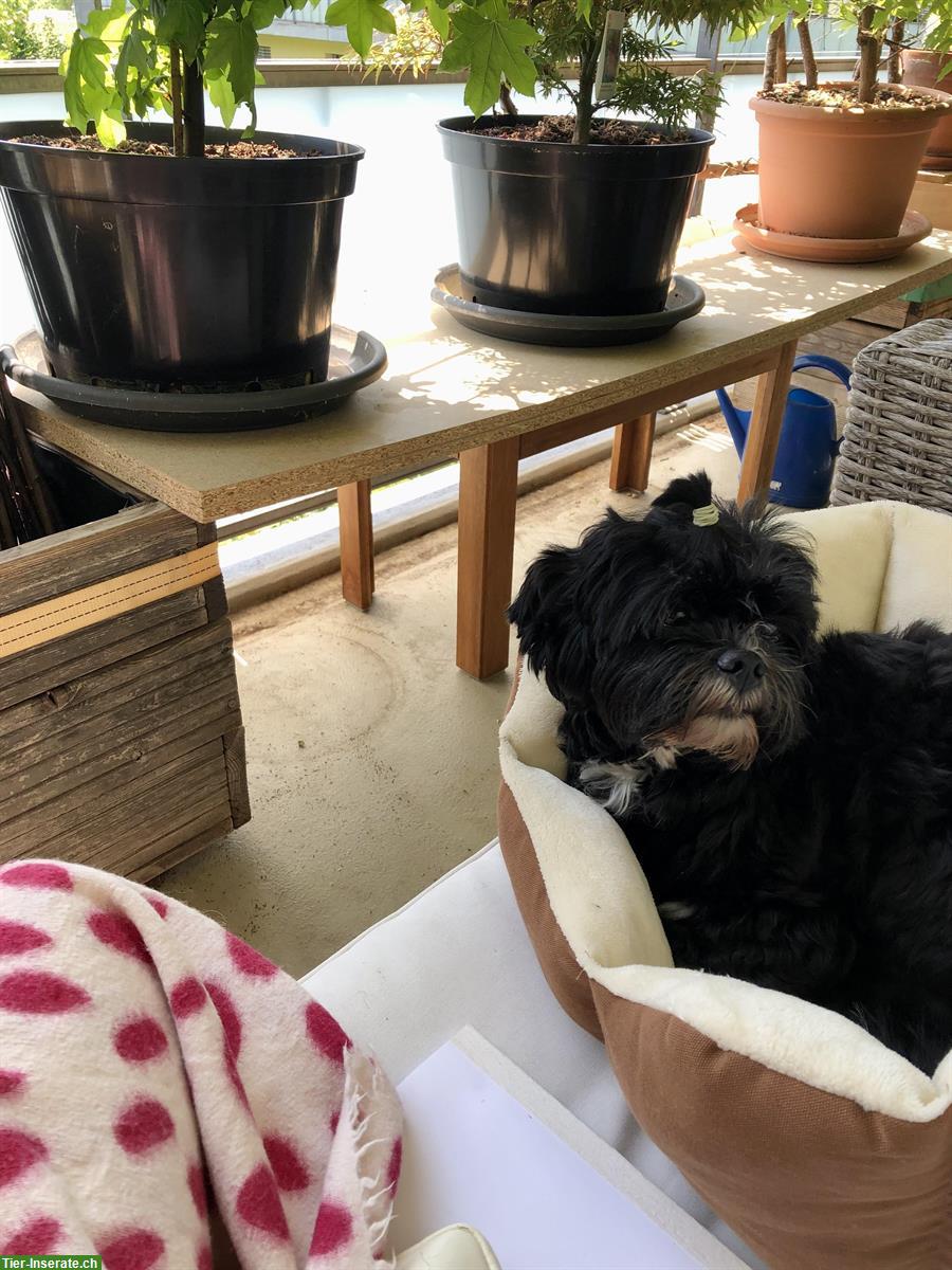 Bild 5: 3,5-jähriger Shichon (= Shih Tzu, Bichon Frisé) sucht Zuhause