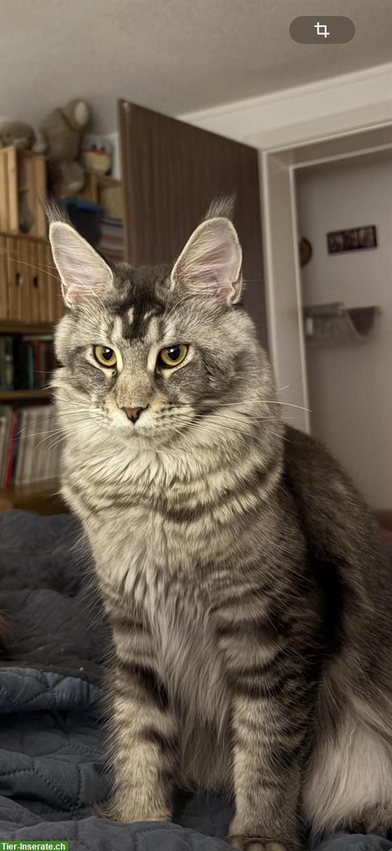 Reinrassige Maine Coon Lady in black silver ticked