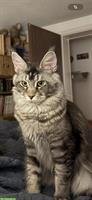Reinrassige Maine Coon Lady in black silver ticked