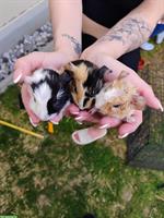 Baby Meerschweinchen abzugeben