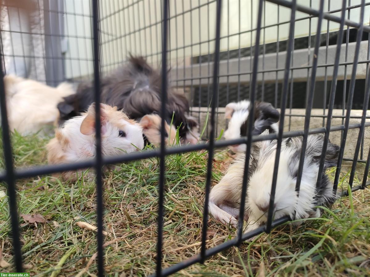 Bild 2: Baby Meerschweinchen abzugeben