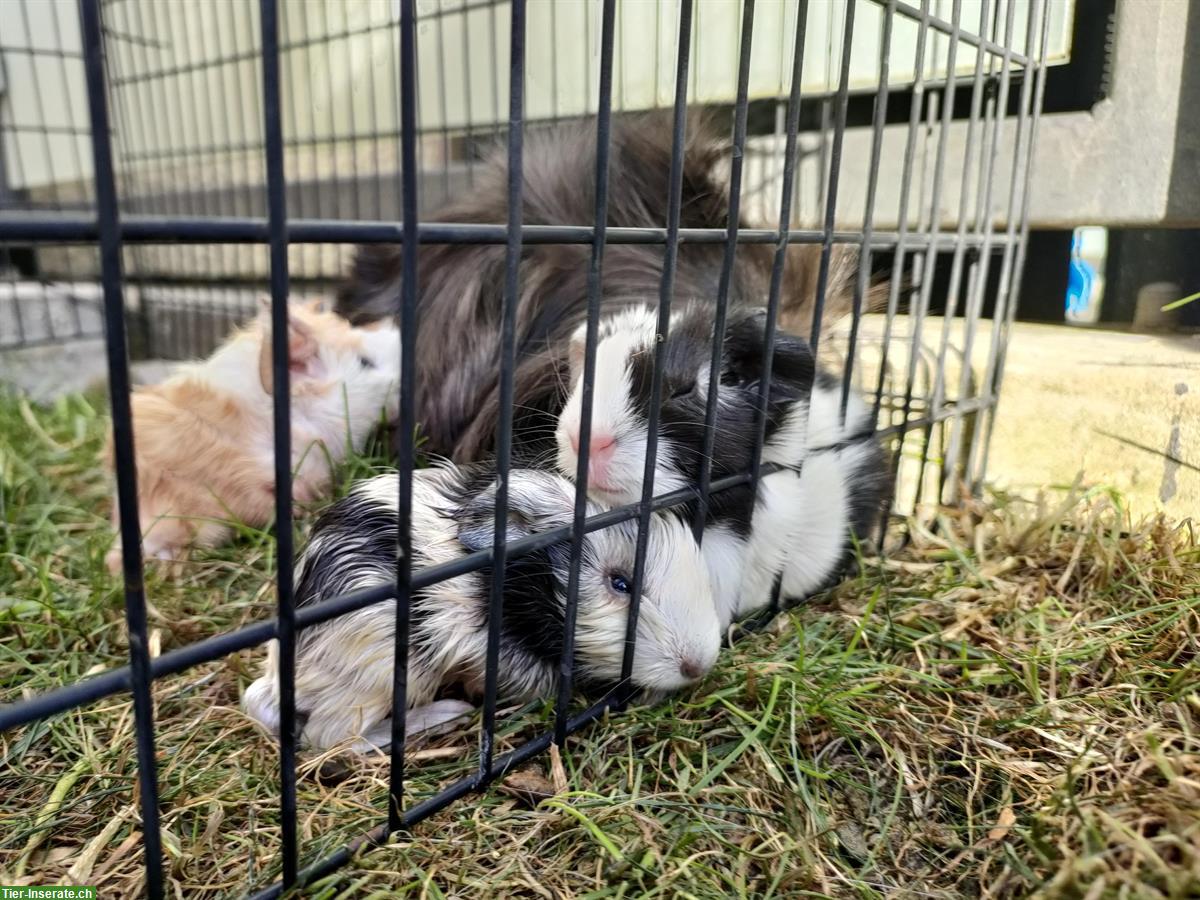 Bild 3: Baby Meerschweinchen abzugeben