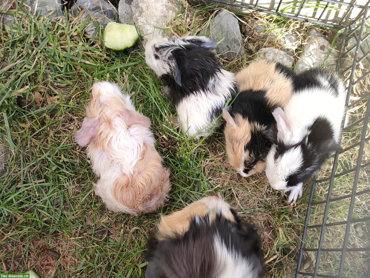 Bild 4: Baby Meerschweinchen abzugeben