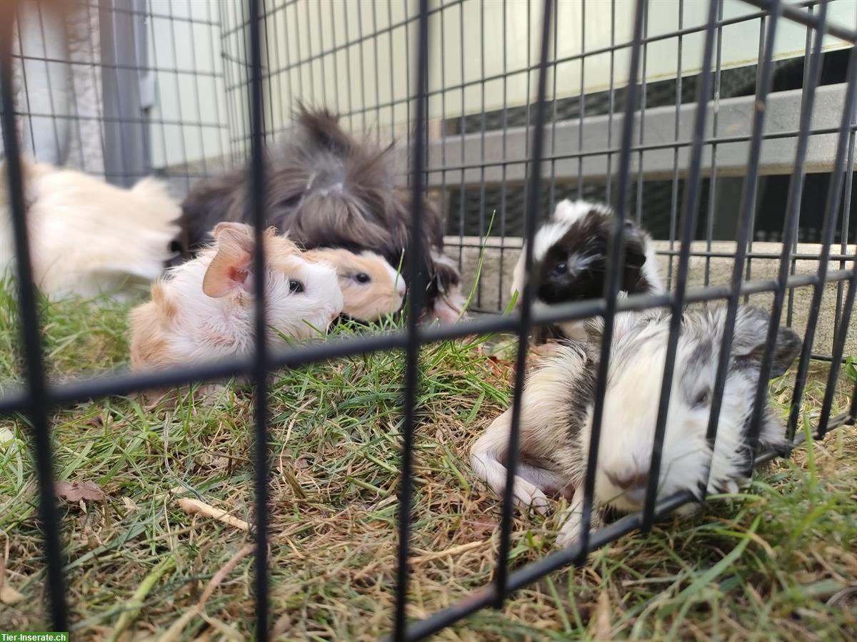 Bild 5: Baby Meerschweinchen abzugeben