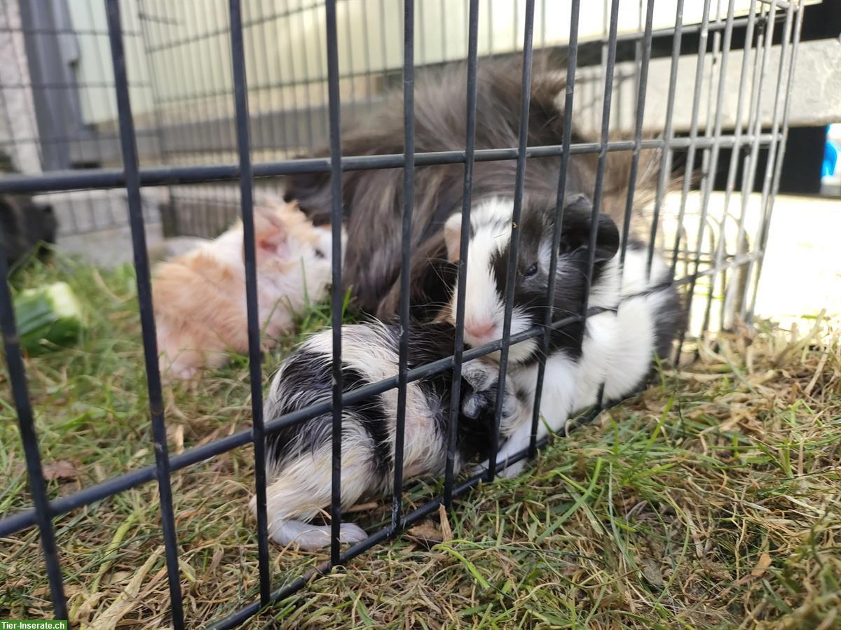 Bild 6: Baby Meerschweinchen abzugeben