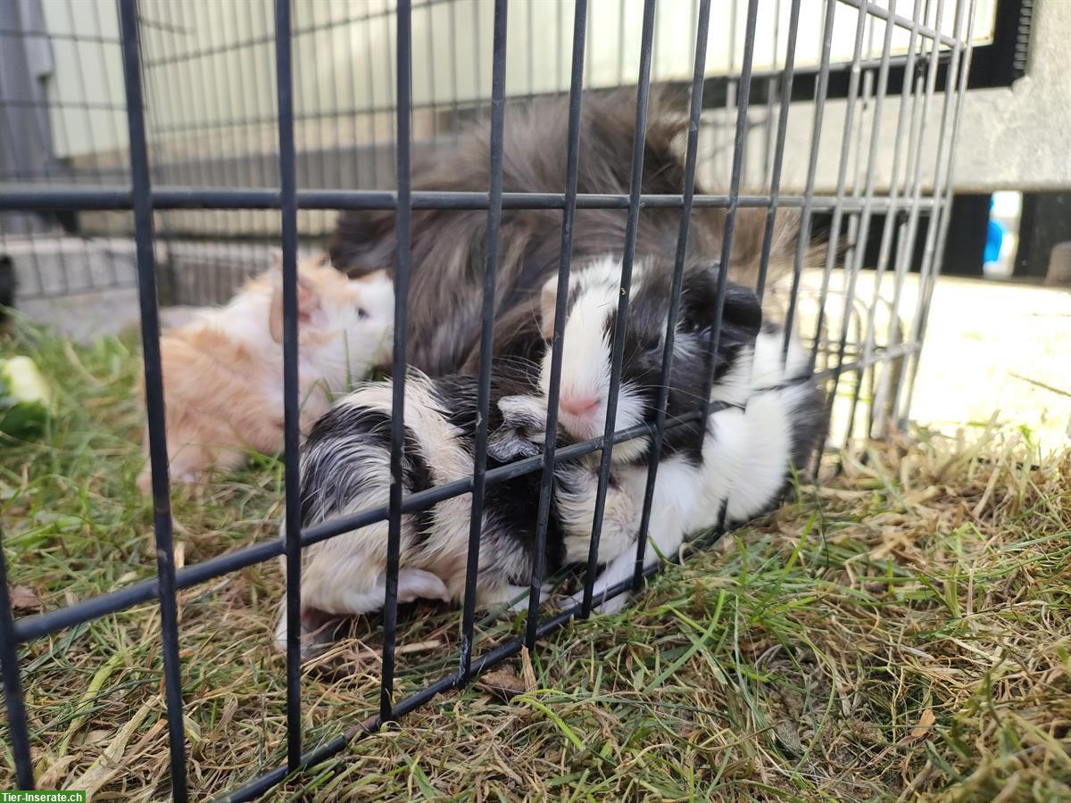 Bild 7: Baby Meerschweinchen abzugeben