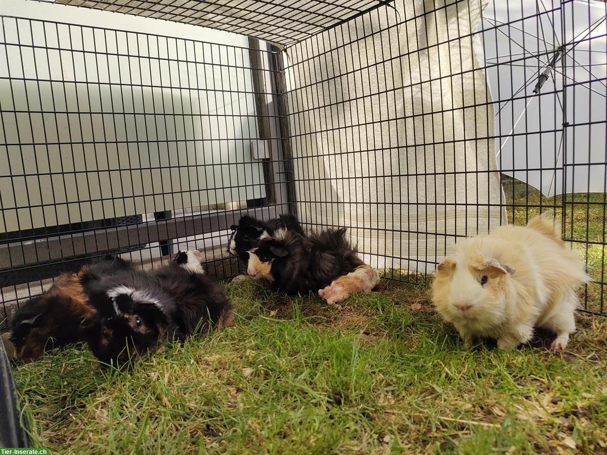 Bild 8: Baby Meerschweinchen abzugeben