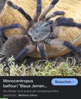 Monocentropus balfouri - Blaue Jemen-Vogelspinne