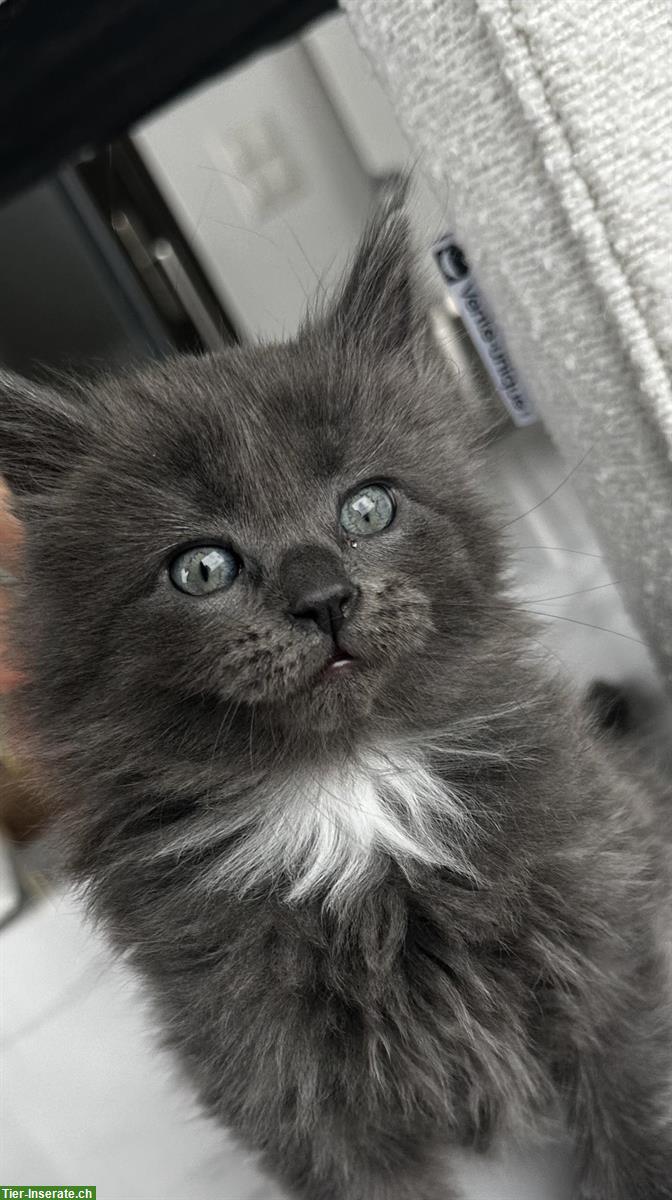 4 Maine Coon x Türkisch Angora Kitten suchen ein Zuhause