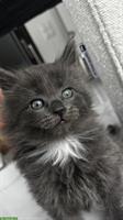 4 Maine Coon x Türkisch Angora Kitten suchen ein Zuhause