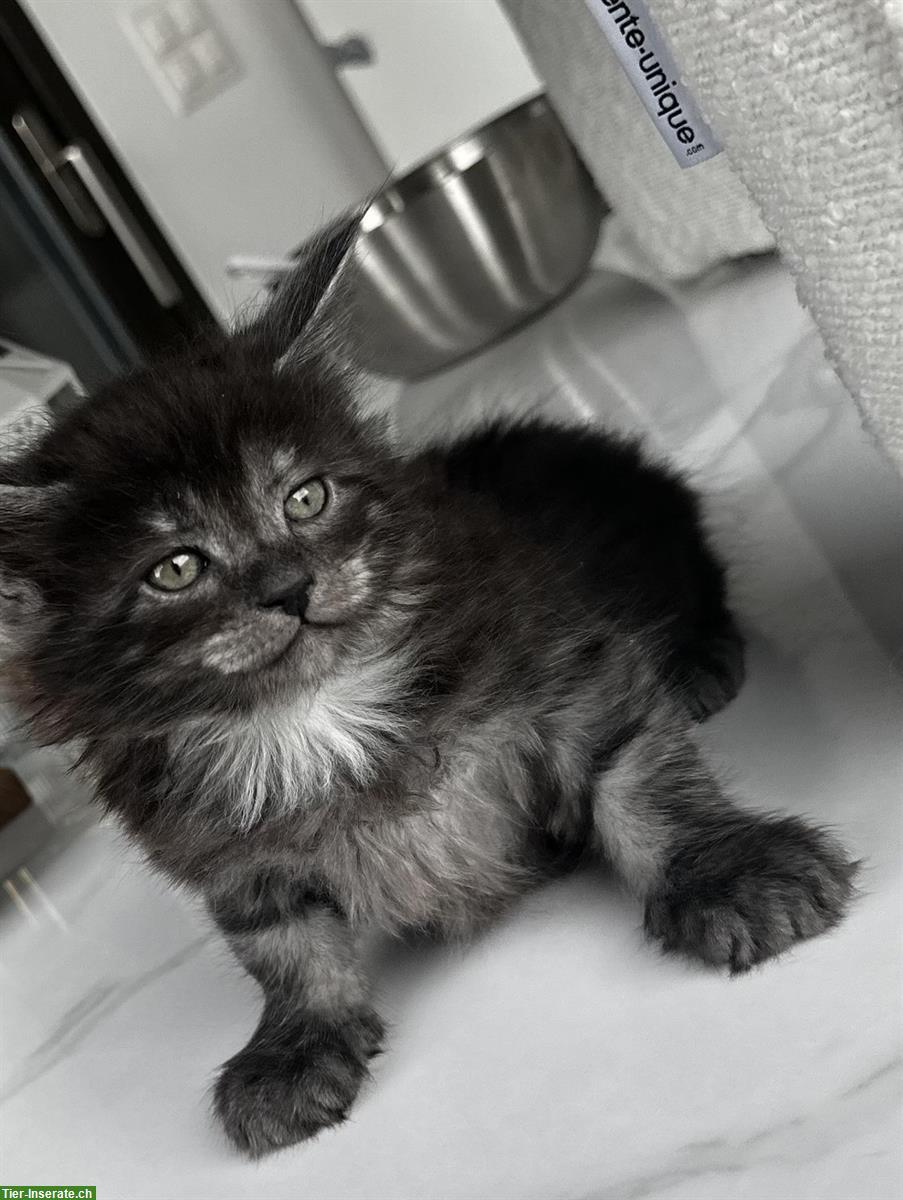 Bild 2: 4 Maine Coon x Türkisch Angora Kitten suchen ein Zuhause