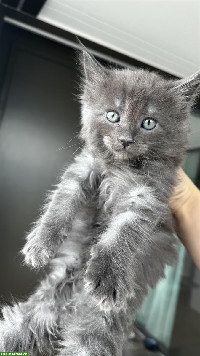 Bild 3: 4 Maine Coon x Türkisch Angora Kitten suchen ein Zuhause