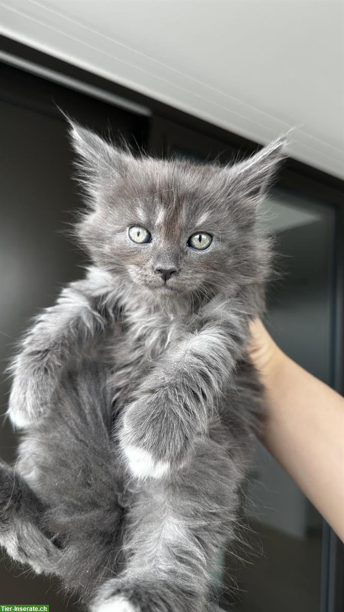 Bild 4: 4 Maine Coon x Türkisch Angora Kitten suchen ein Zuhause