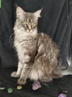 Reinrassige Maine Coon Kätzin mit Stammbaum sucht Zuhause
