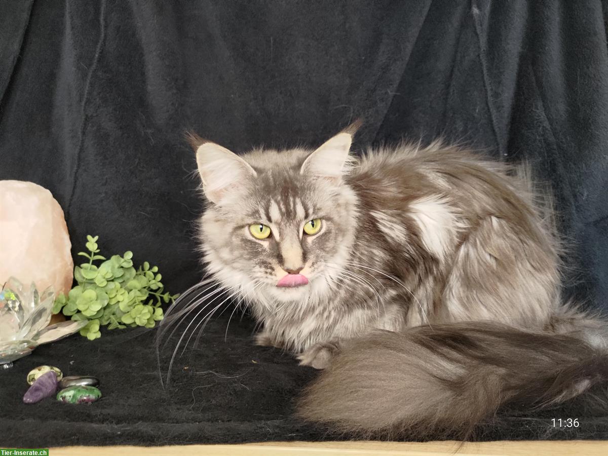 Bild 2: Reinrassige Maine Coon Kätzin mit Stammbaum sucht Zuhause