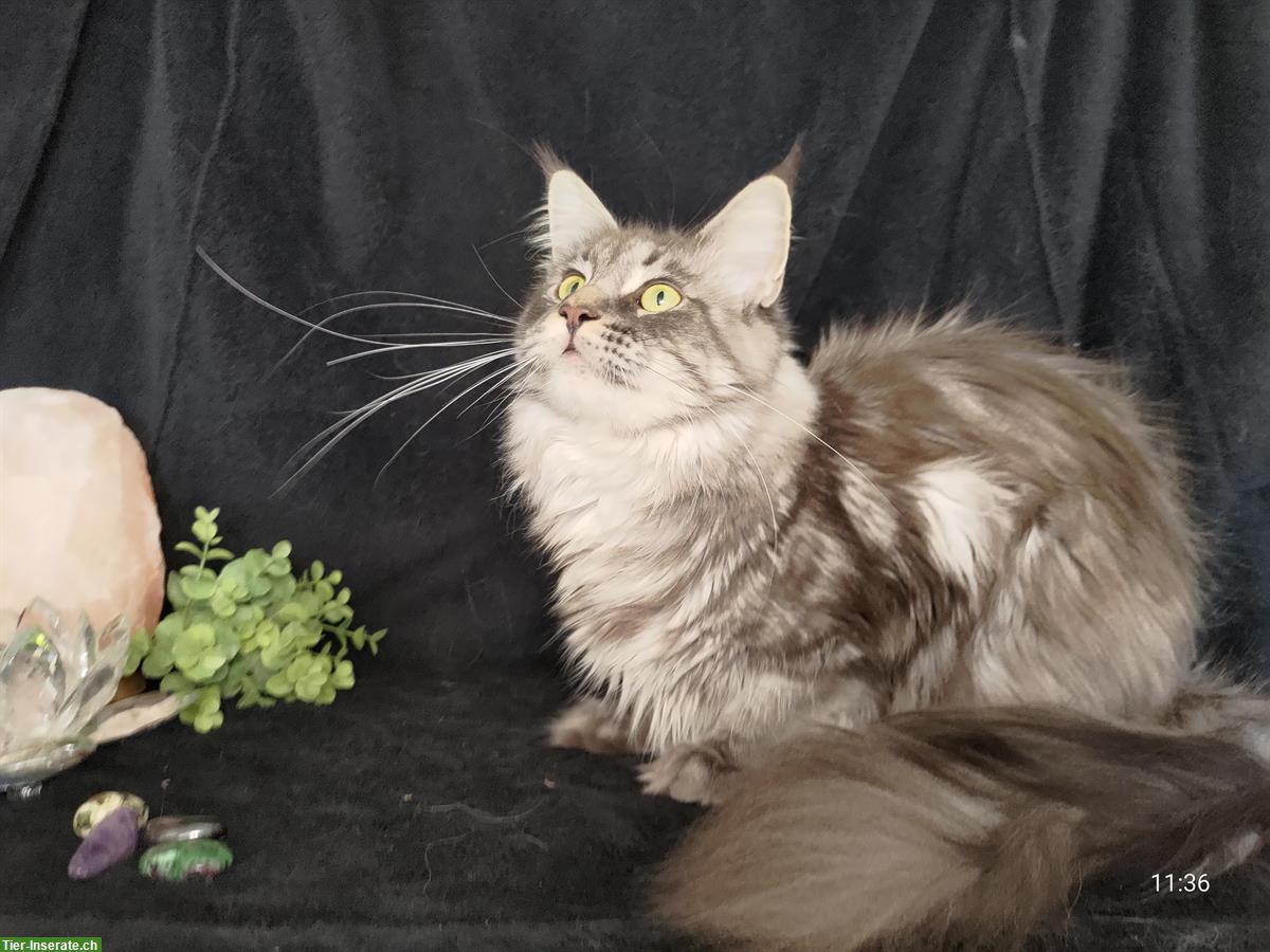 Bild 3: Reinrassige Maine Coon Kätzin mit Stammbaum sucht Zuhause