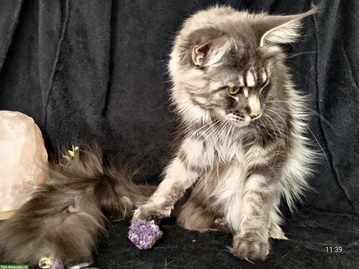 Bild 4: Reinrassige Maine Coon Kätzin mit Stammbaum sucht Zuhause