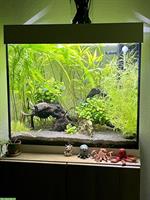 Juwel Lido Aquarium 120 Liter mit Zubehör