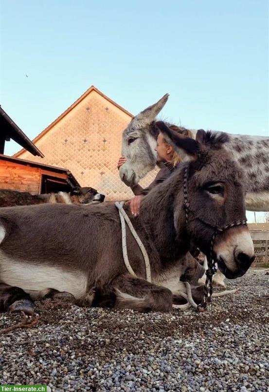 Eselfreund:in gesucht! Spazieren, Longieren, Pflegen...