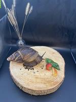 3 Achatschnecken, Archachatina marginata ovum mit Terrarium