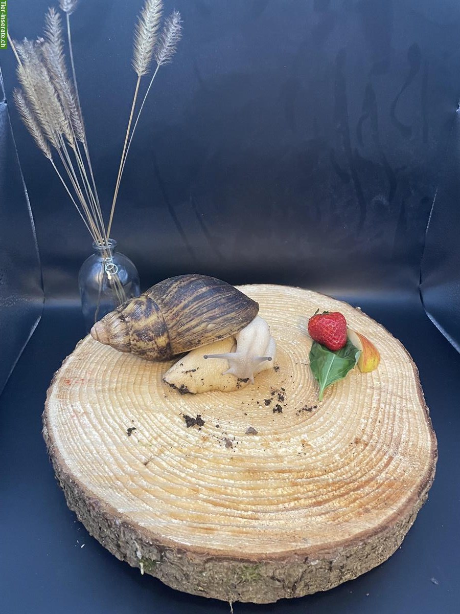 Bild 2: 3 Achatschnecken, Archachatina marginata ovum mit Terrarium