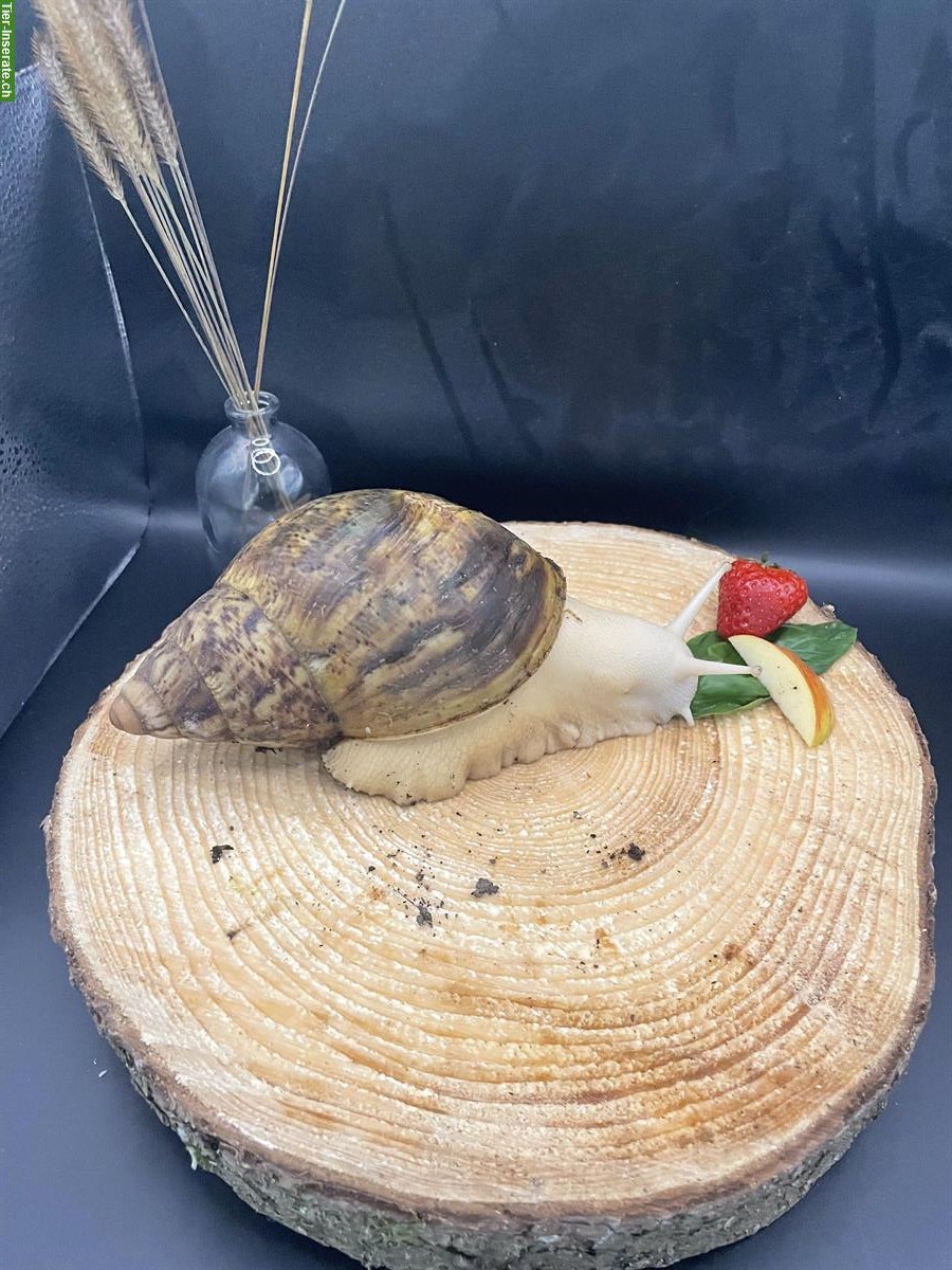 Bild 3: 3 Achatschnecken, Archachatina marginata ovum mit Terrarium