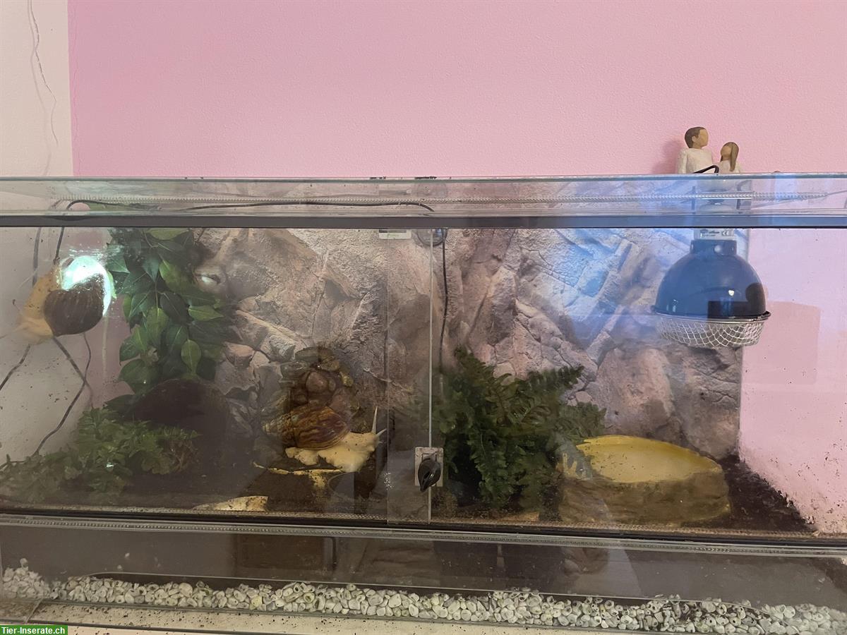 Bild 4: 3 Achatschnecken, Archachatina marginata ovum mit Terrarium