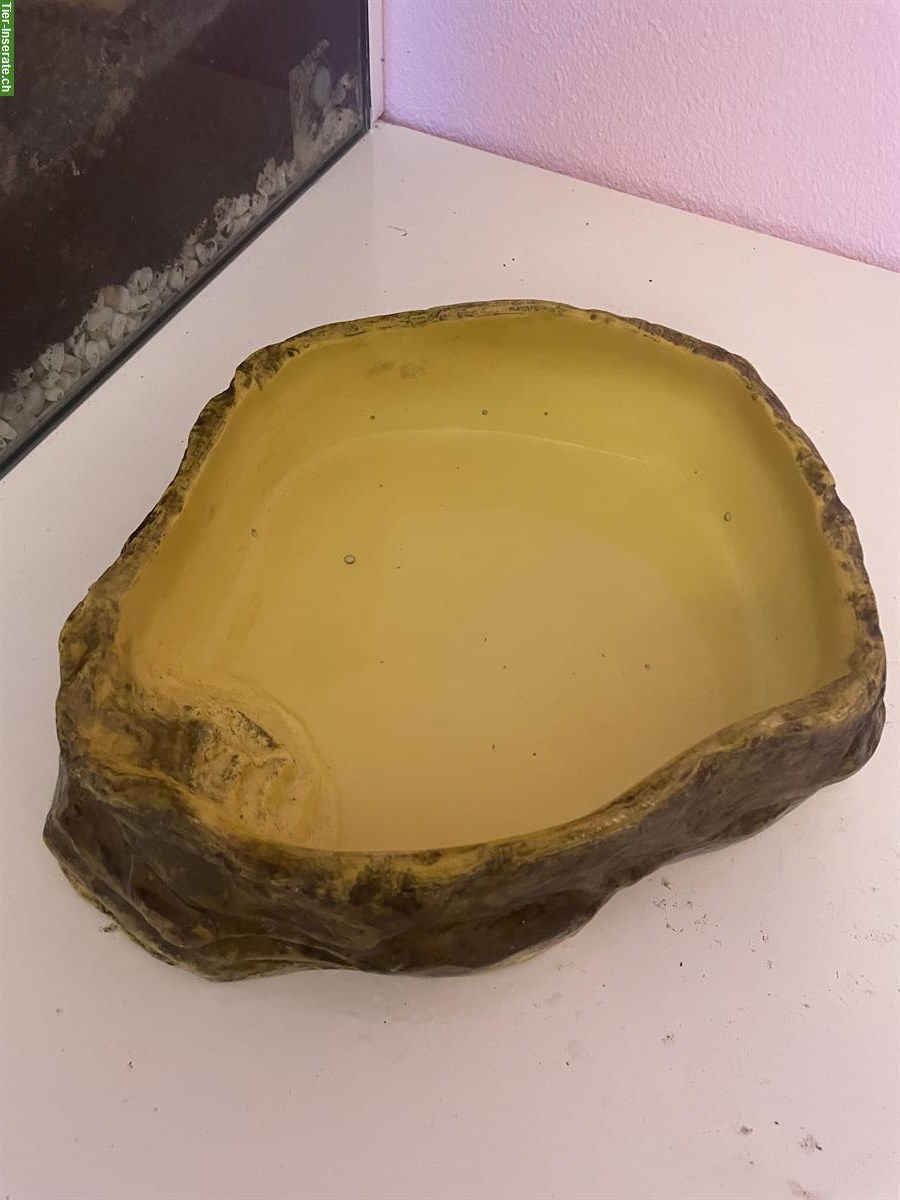Bild 5: 3 Achatschnecken, Archachatina marginata ovum mit Terrarium