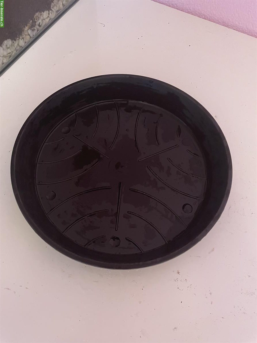 Bild 6: 3 Achatschnecken, Archachatina marginata ovum mit Terrarium