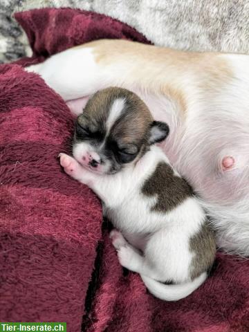 Chihuahua Welpen mit Schweizer Stammbaum SRZ