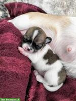 Chihuahua Welpen mit Schweizer Stammbaum SRZ