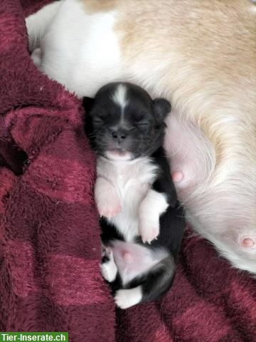 Bild 2: Chihuahua Welpen mit Schweizer Stammbaum SRZ