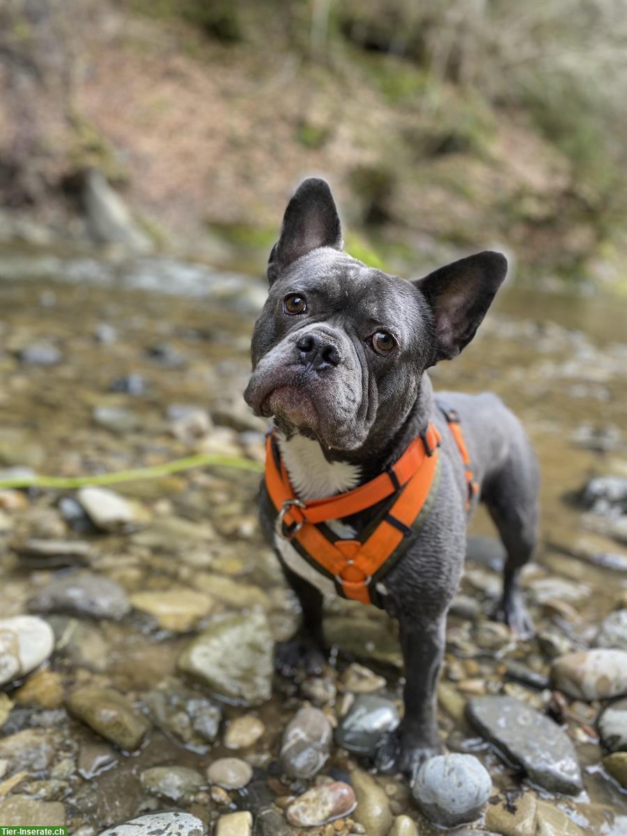 Balu, ein Französischer Bully Rüde sucht Lebensplatz