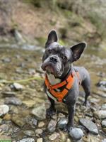 Balu, ein Französischer Bully Rüde sucht Lebensplatz