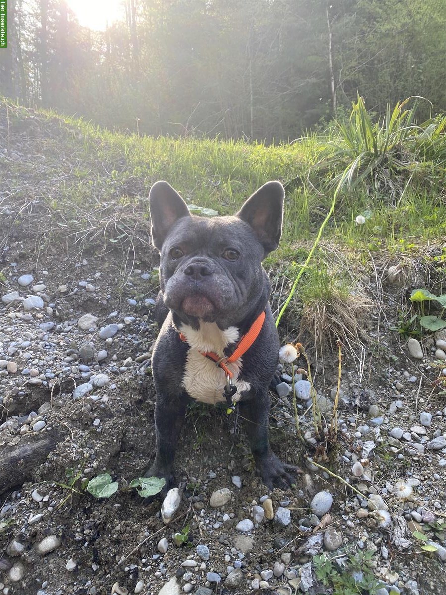 Bild 2: Balu, ein Französischer Bully Rüde sucht Lebensplatz
