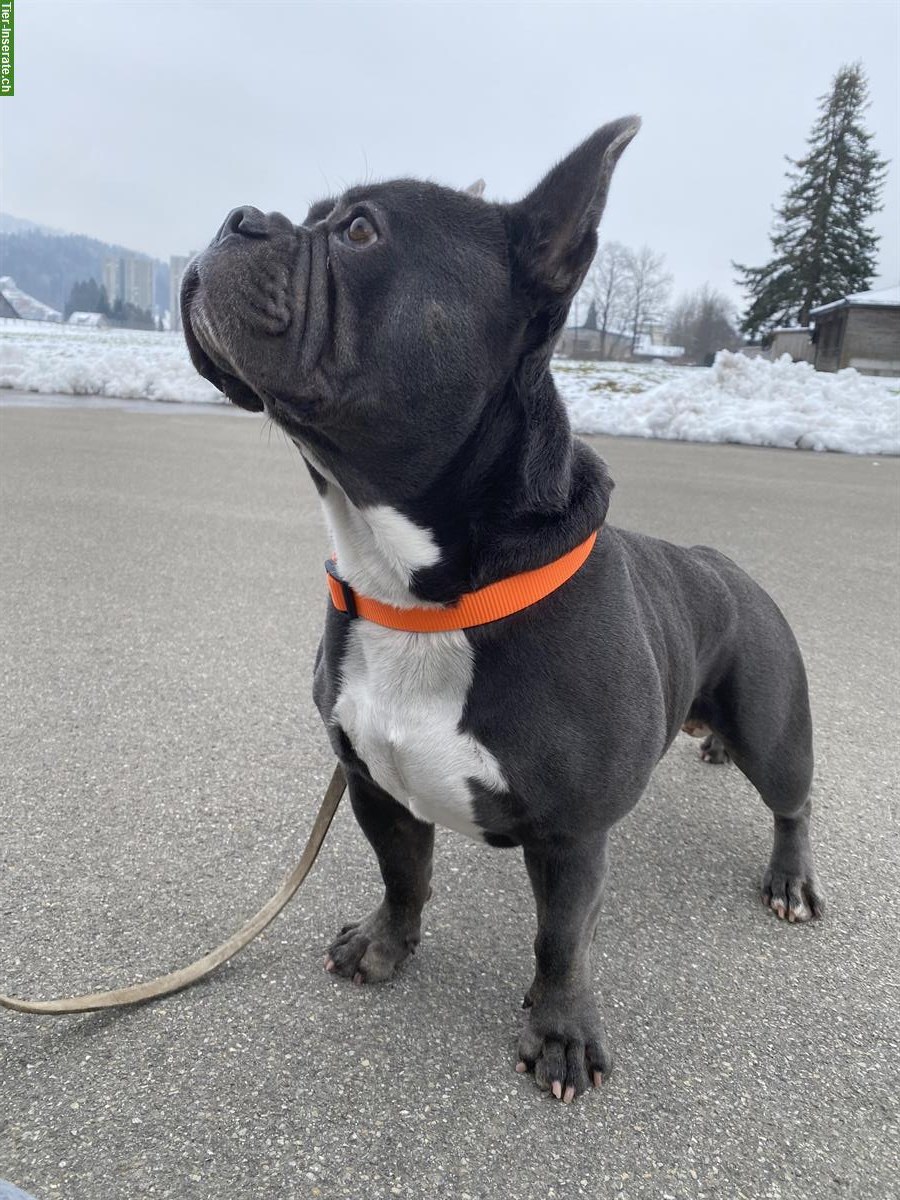 Bild 3: Balu, ein Französischer Bully Rüde sucht Lebensplatz