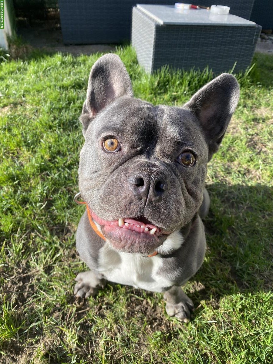 Bild 4: Balu, ein Französischer Bully Rüde sucht Lebensplatz