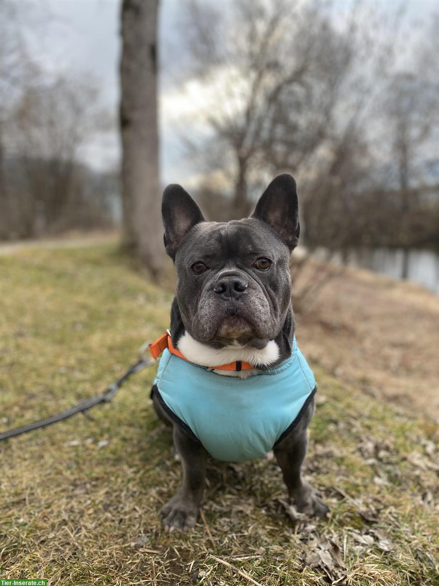 Bild 5: Balu, ein Französischer Bully Rüde sucht Lebensplatz