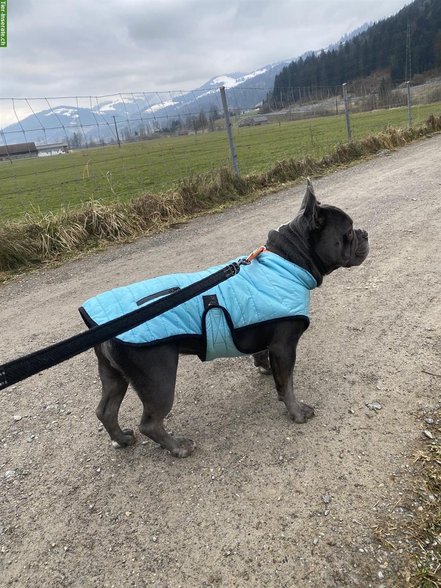 Bild 6: Balu, ein Französischer Bully Rüde sucht Lebensplatz