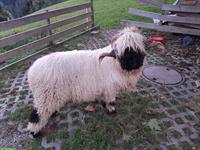 Walliser Schwarznasen Schafbock aus Bio-Betrieb