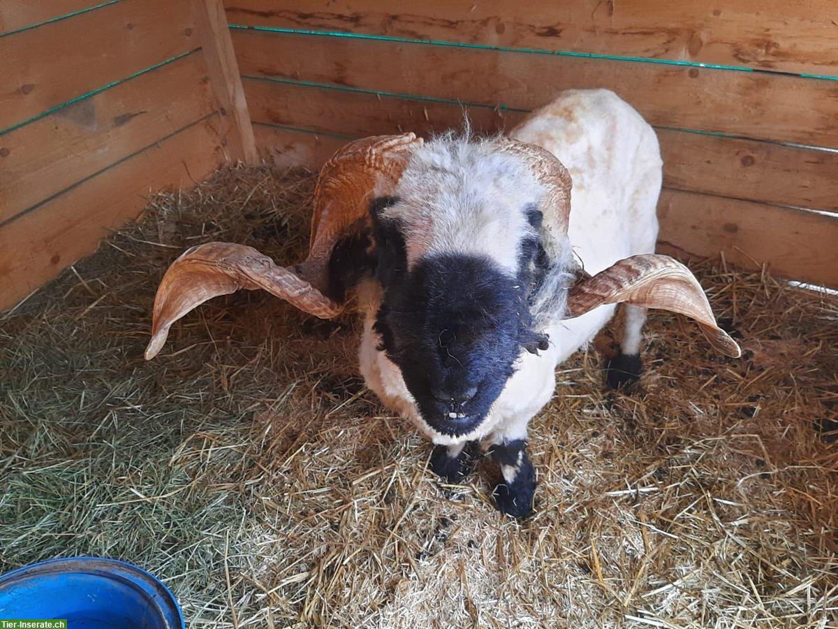 Bild 2: Walliser Schwarznasen Schafbock aus Bio-Betrieb