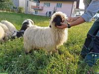 Walliser Schwarznasen Schafbock, 1-jährig, sehr zutraulich