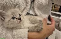 Neva Masquarade Kitten, Maine Coon x Norwegische Waldkatze