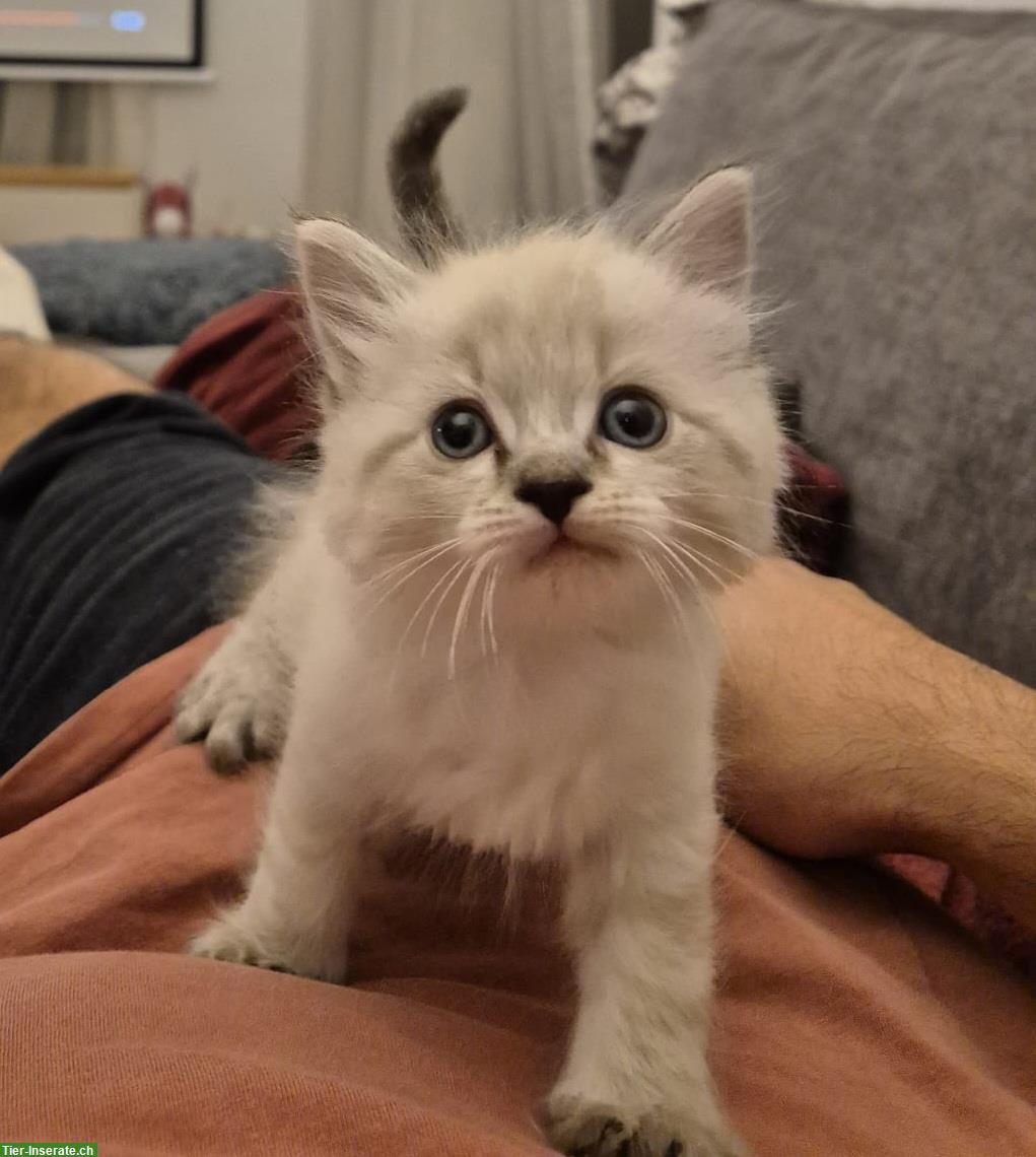 Bild 2: Neva Masquarade Kitten, Maine Coon x Norwegische Waldkatze