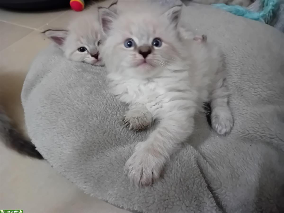 Bild 4: Neva Masquarade Kitten, Maine Coon x Norwegische Waldkatze